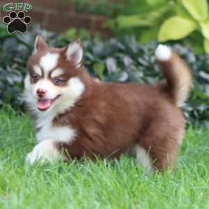 Ebony, Pomsky Puppy