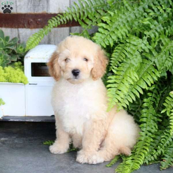 Echo, Mini Goldendoodle Puppy