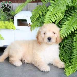 Echo, Mini Goldendoodle Puppy