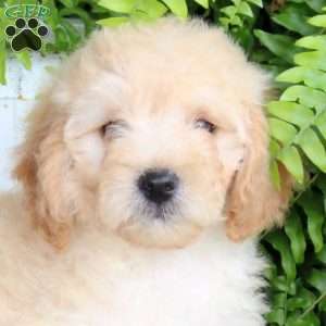 Echo, Mini Goldendoodle Puppy