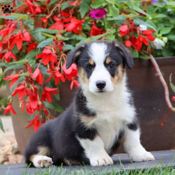 Echo, Pembroke Welsh Corgi Puppy