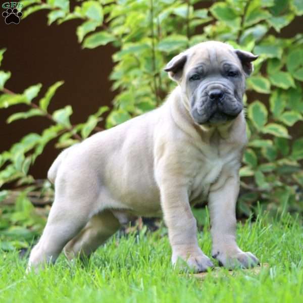 Echo, Cane Corso Puppy