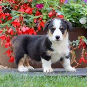 Echo, Pembroke Welsh Corgi Puppy