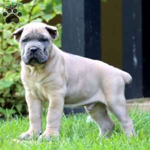 Echo, Cane Corso Puppy