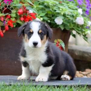 Echo, Pembroke Welsh Corgi Puppy