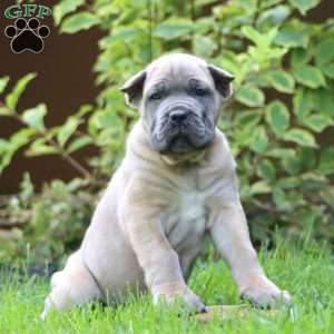 Echo, Cane Corso Puppy