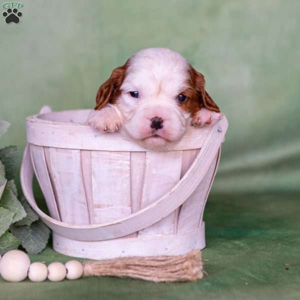 Nelson, Cavalier King Charles Spaniel Puppy