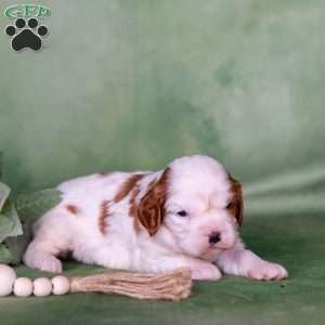 Nelson, Cavalier King Charles Spaniel Puppy