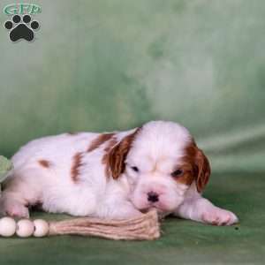 Nelson, Cavalier King Charles Spaniel Puppy