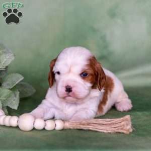 Nelson, Cavalier King Charles Spaniel Puppy