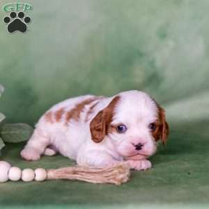 Nico, Cavalier King Charles Spaniel Puppy