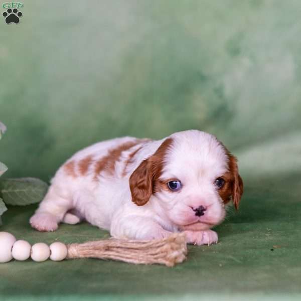 Nico, Cavalier King Charles Spaniel Puppy