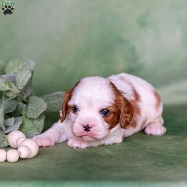 Nico, Cavalier King Charles Spaniel Puppy