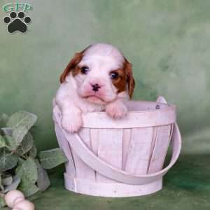 Nico, Cavalier King Charles Spaniel Puppy