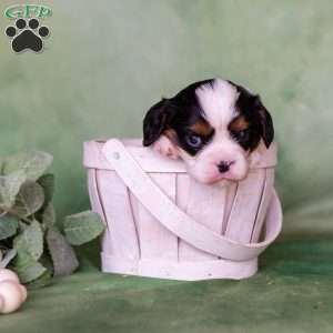 Nugget, Cavalier King Charles Spaniel Puppy