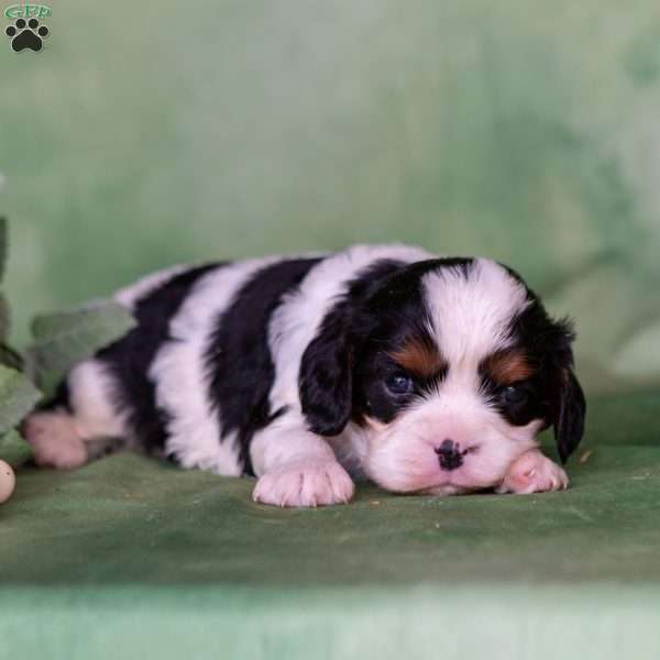 Nugget, Cavalier King Charles Spaniel Puppy