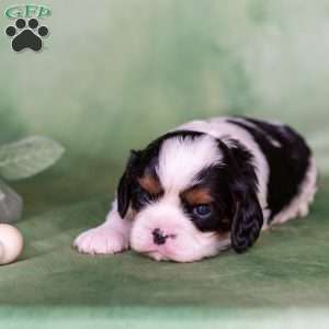Nugget, Cavalier King Charles Spaniel Puppy