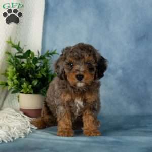Watson, Miniature Poodle Puppy