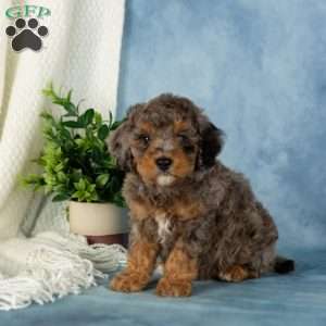 Watson, Miniature Poodle Puppy