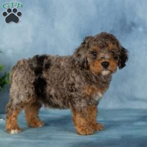 Watson, Miniature Poodle Puppy