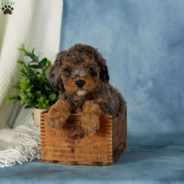 Watson, Miniature Poodle Puppy