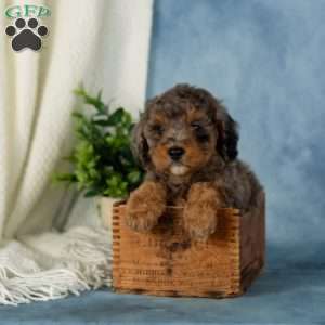 Watson, Miniature Poodle Puppy