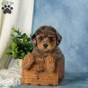 Willow, Miniature Poodle Puppy