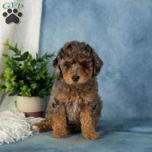 Willow, Miniature Poodle Puppy