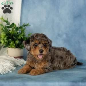 Willow, Miniature Poodle Puppy