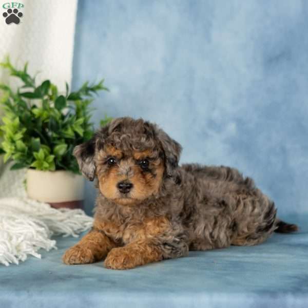 Willow, Miniature Poodle Puppy
