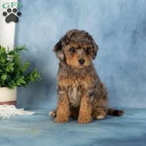 Willow, Miniature Poodle Puppy