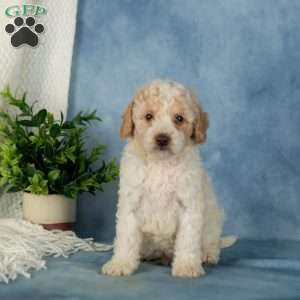 Wiggles, Miniature Poodle Puppy
