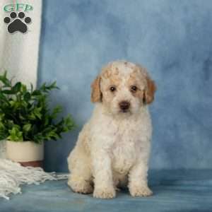 Wiggles, Miniature Poodle Puppy