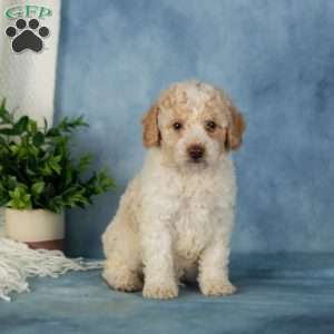 Wiggles, Miniature Poodle Puppy