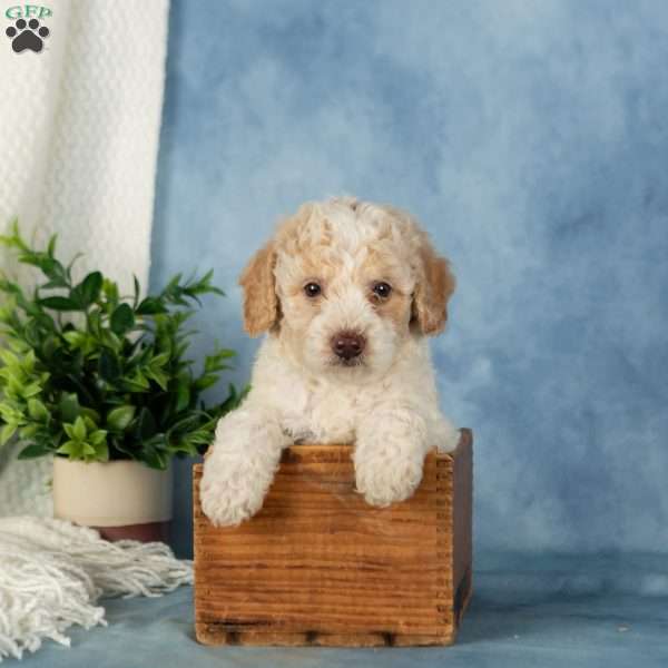 Wiggles, Miniature Poodle Puppy