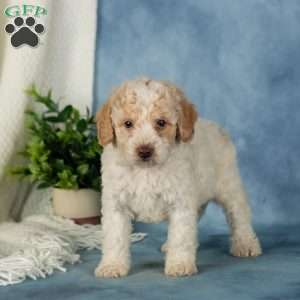 Wiggles, Miniature Poodle Puppy