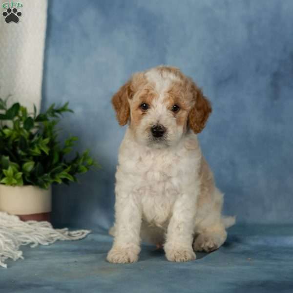 Waffles, Miniature Poodle Puppy