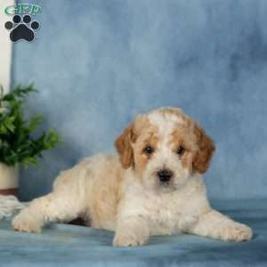 Waffles, Miniature Poodle Puppy