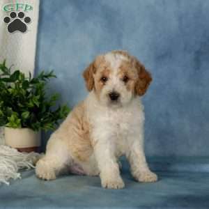 Waffles, Miniature Poodle Puppy