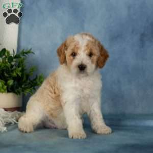 Waffles, Miniature Poodle Puppy