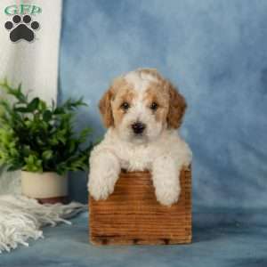 Waffles, Miniature Poodle Puppy