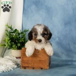 Winnie, Miniature Poodle Puppy