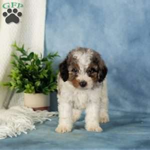 Winnie, Miniature Poodle Puppy