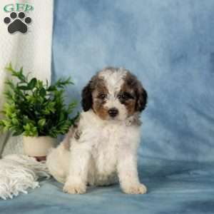 Winnie, Miniature Poodle Puppy