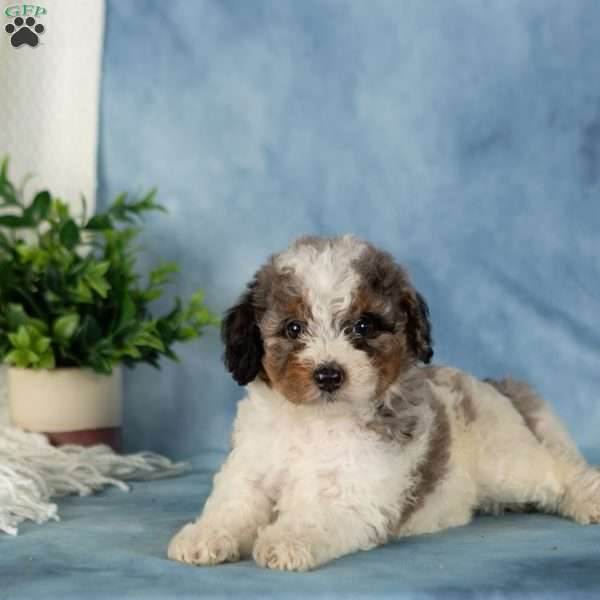 Winnie, Miniature Poodle Puppy