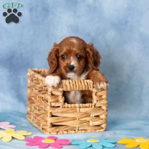 Asher, Cavachon Puppy