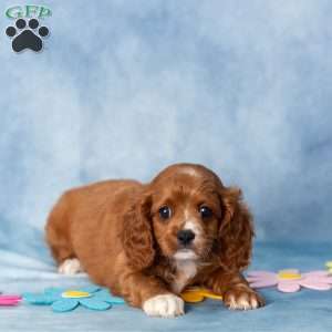 Asher, Cavachon Puppy