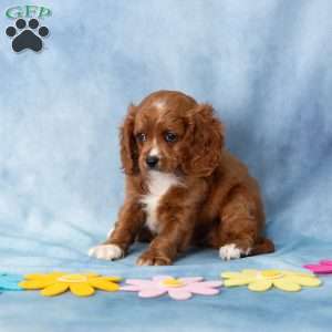 Asher, Cavachon Puppy