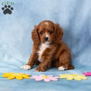 Asher, Cavachon Puppy