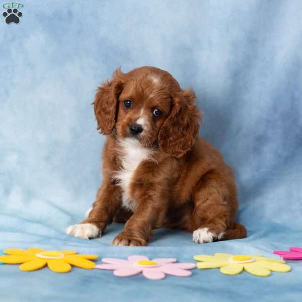 Asher, Cavachon Puppy